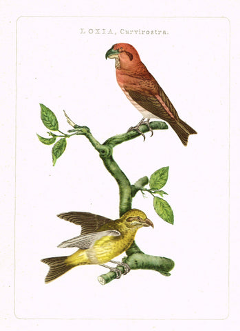 Nederlandsche Vogelen  Bird Print -  "LOXIA, CURVIROSTRA" - Offset Lithograph - c1960