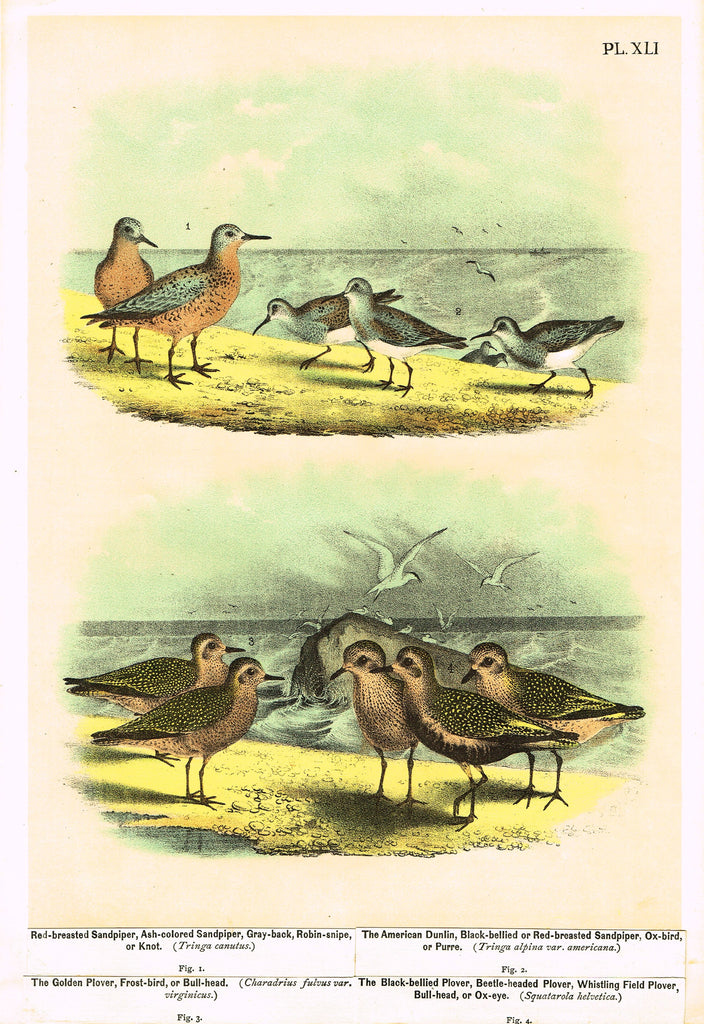 Antique Bird Print - Studer - "RED-BRESTED SANDPIPER & AMERICAN DUNLIN" - Chromolithograph - 1878