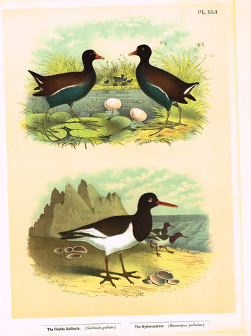 Antique Bird Print - Studer - "THE FLORIDA GALLINULE & THE OYSTER-CATCHER" - Chromolithograph - 1878