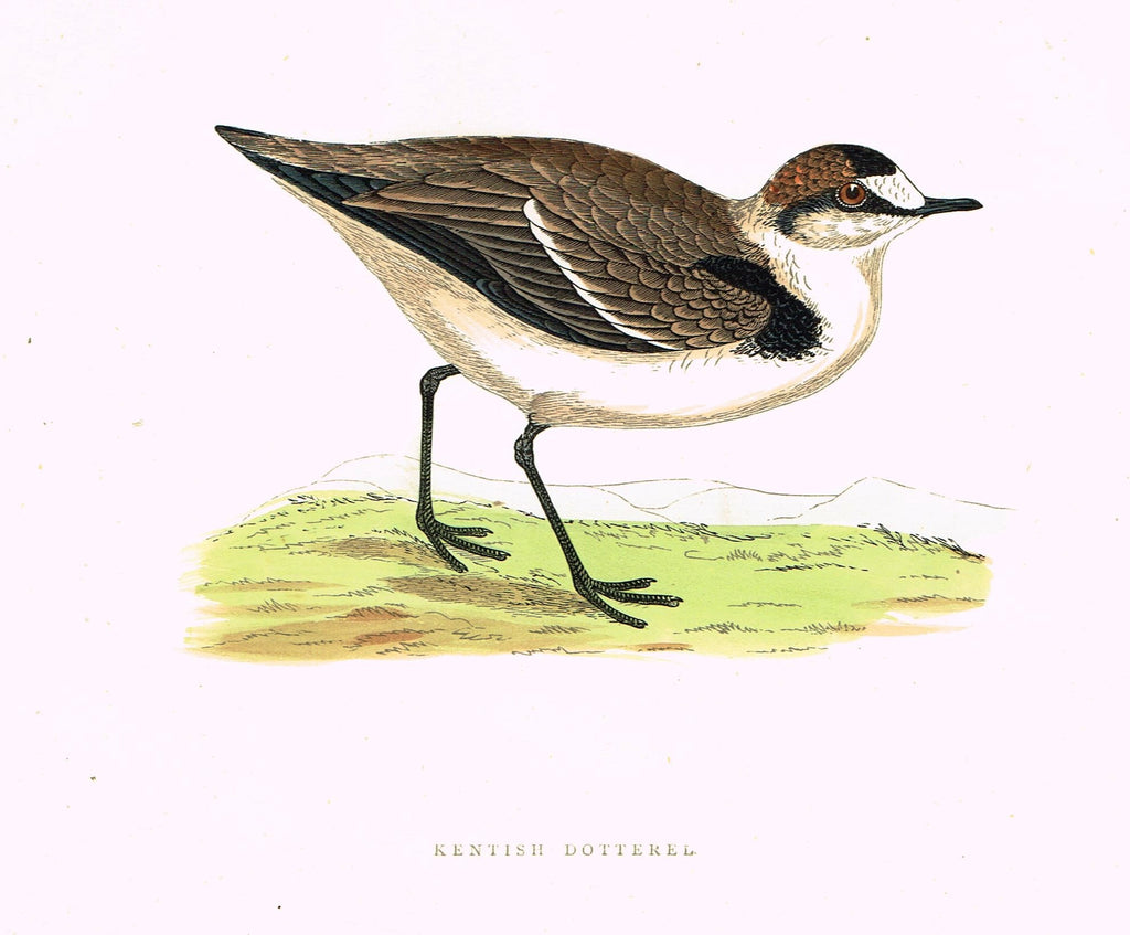 Morris's Birds - "KENTISH DOTTERAL" - Hand Colored Wood Engraving - 1895