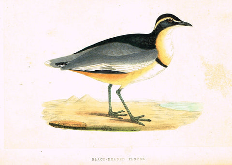Morris's Birds - "BLACK HEADED PLOVER" - Hand Colored Wood Engraving - 1895