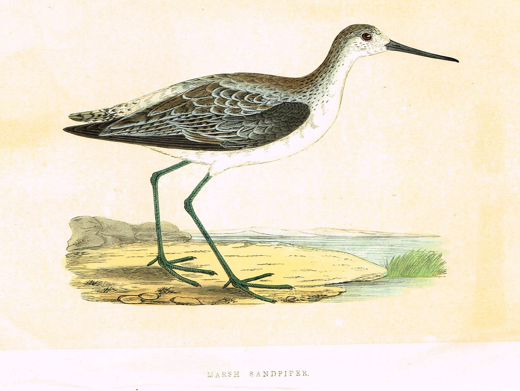 Morris's Birds - "MARSH SANDPIPER" - Hand Colored Wood Engraving - 1895