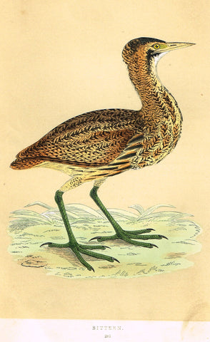 Morris's Birds - "BITTERN" - Hand Colored Wood Engraving - 1895