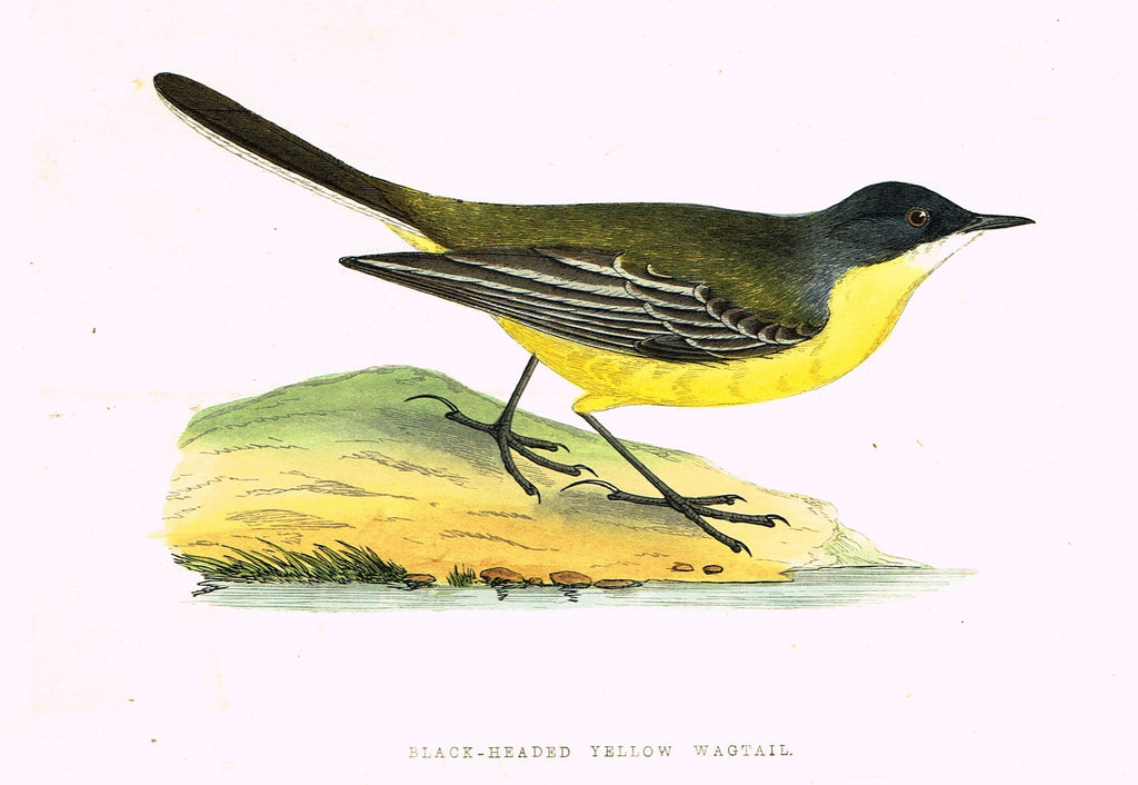 Morris's Birds - "BLACK-HEADED YELLOW WAGTAIL" - Hand Colored Wood Engraving - 1895