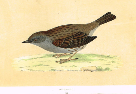 Morris's Birds - "DUNNOCK" - Hand Colored Wood Engraving - 1895