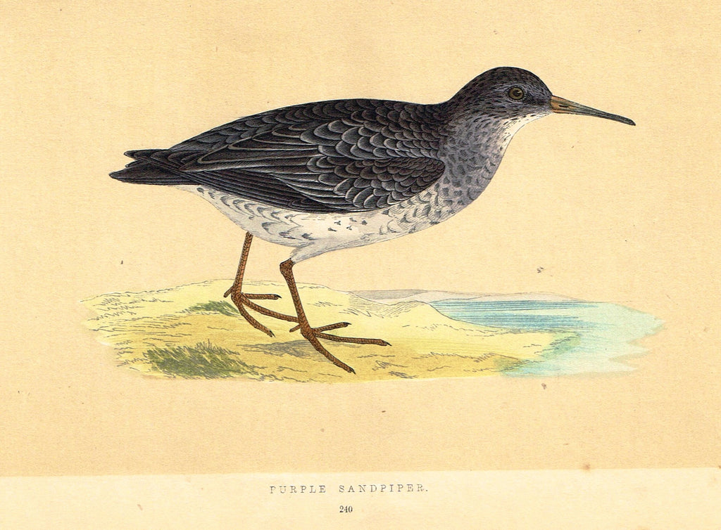 Morris's Birds - "PURPLE SANDPIPER" - Hand Colored Wood Engraving - 1895