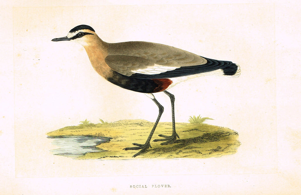 Morris's Birds - "SOCIAL PLOVER" - Hand Colored Wood Engraving - 1895