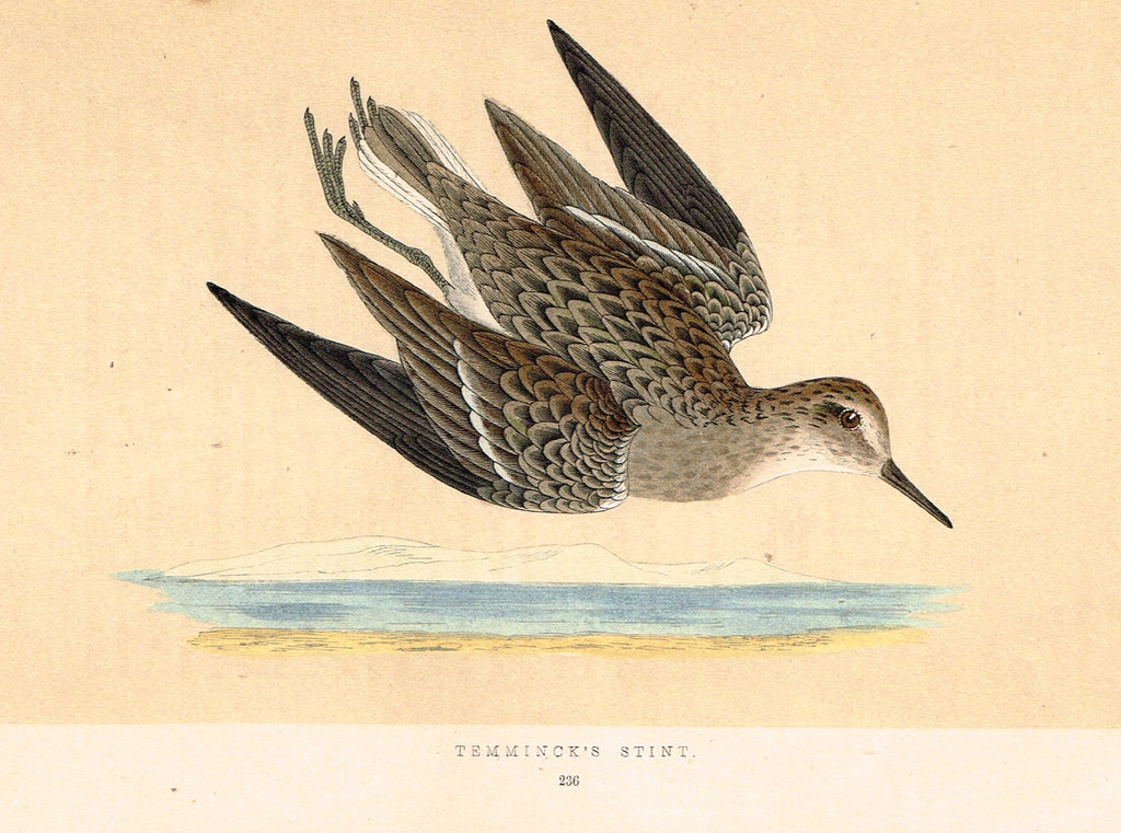 Morris's Birds - "TEMMINCK'S STINT" - Hand Colored Wood Engraving - 1895