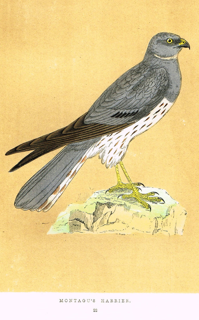 Morris's Birds - "MONTAGU'S HARRIER" - Hand Colored Wood Engraving - 1895