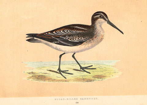 Morris's Birds - "BROAD-BILLED SANDPIPER" - Hand Colored Wood Engraving - 1895