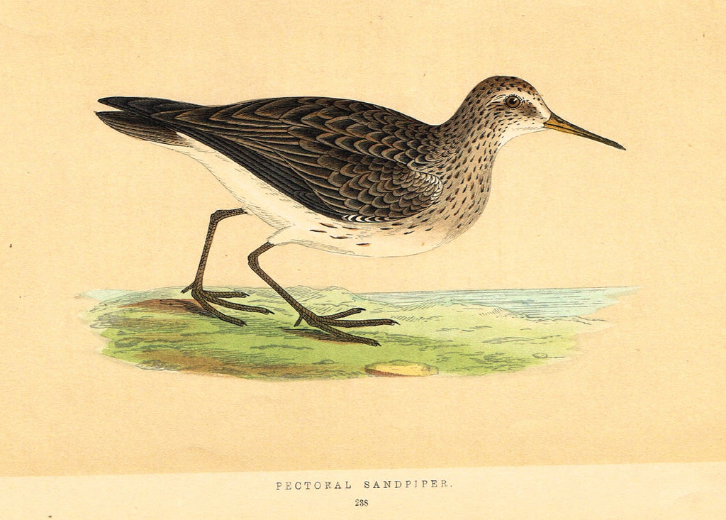 Morris's Birds - "PECTORIAL SANDPIPER " - Hand Colored Wood Engraving - 1895