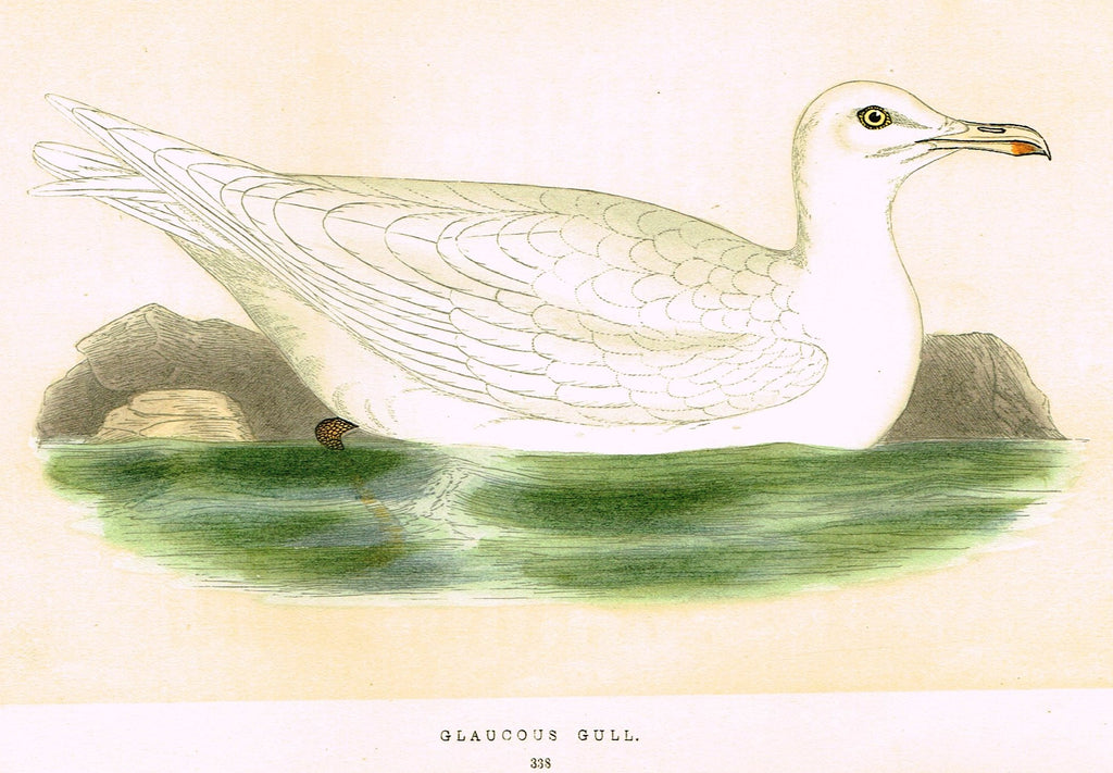 Morris's Birds - "GLAUCOUS GULL " - Hand Colored Wood Engraving - 1895