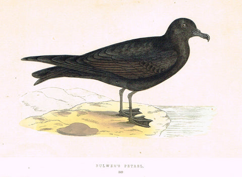 Morris's Birds - "BULWER'S PETREL" - Hand Colored Wood Engraving - 1895