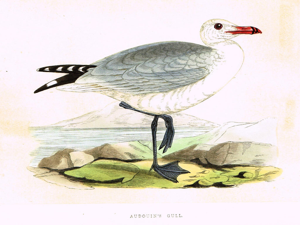 Morris's Birds - "AUDOUIN'S GULL" - Hand Colored Wood Engraving - 1895
