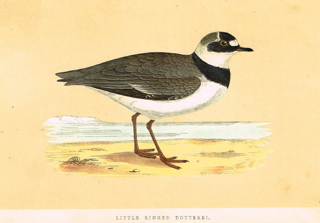 Morris's Birds - "LITTLE RINGED DOTTEREL" - Hand Colored Wood Engraving - 1895