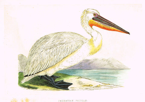 Morris's Birds - "DALMATIAN PELICAN" - Hand Colored Wood Engraving - 1895