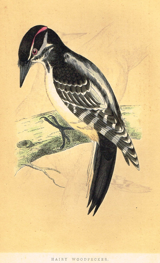 Morris's Birds - "HAIRY WOODPECKER" - Hand Colored Wood Engraving - 1895