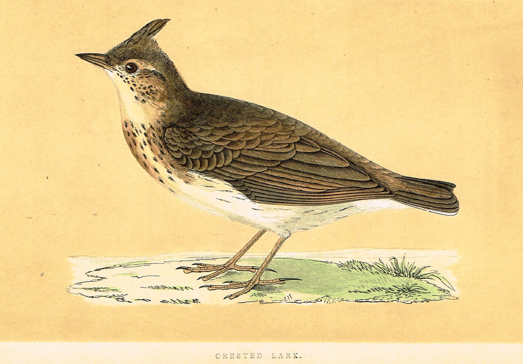 Morris's Birds - "CRESTED LARK" - Hand Colored Wood Engraving - 1855