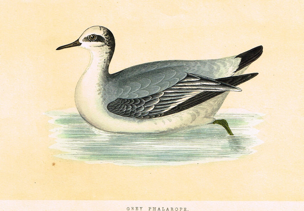 Morris's Birds - "GREY PHALAROPE" - Hand Colored Wood Engraving - 1895