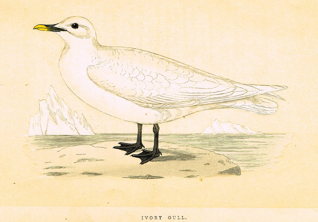 Morris's Birds - "IVORY GULL" - Hand Colored Wood Engraving - 1855