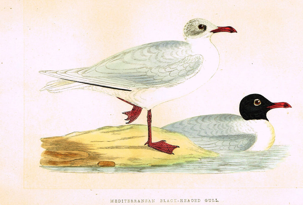 Morris's Birds - "MEDITERRANEAN BLACK-HEADED GULL" - Hand Colored Wood Engraving - 1855