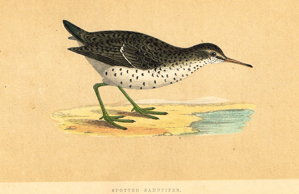 Morris's Birds - "SPOTTED SANDPIPER" - Hand Colored Wood Engraving - 1855