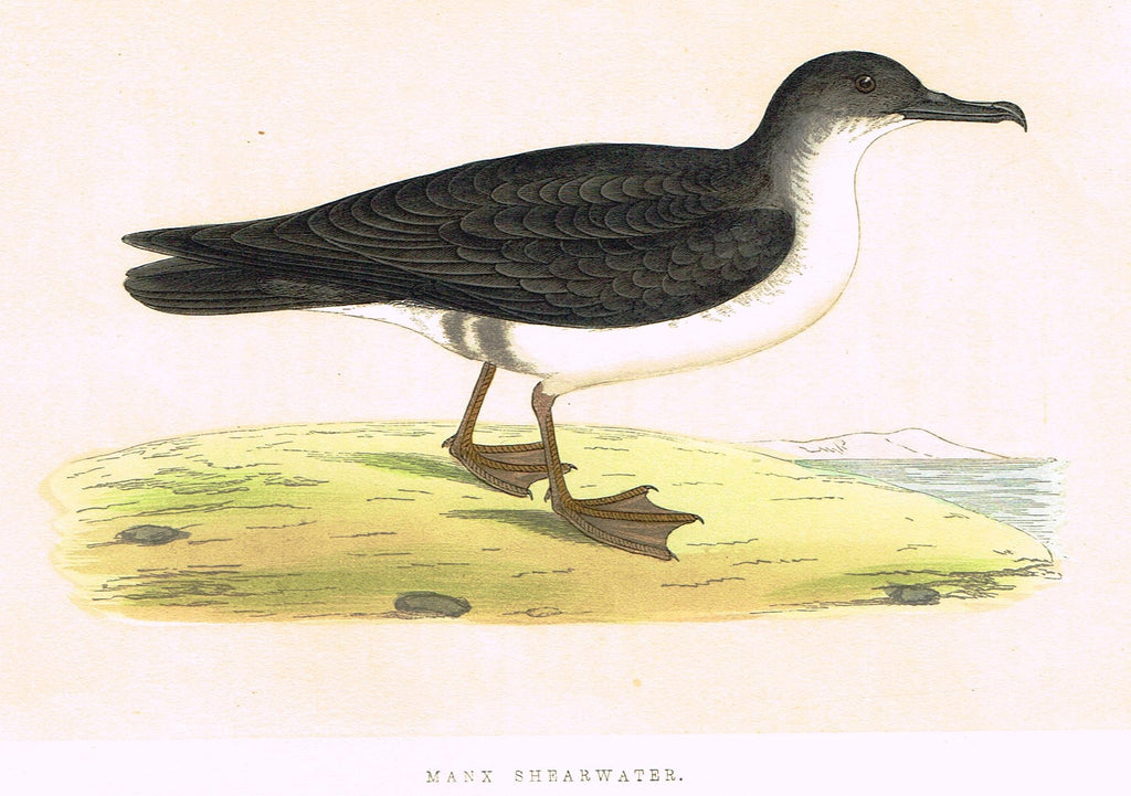 Morris's Birds - "MANX SHEARWATER" - Hand Colored Wood Engraving - 1855