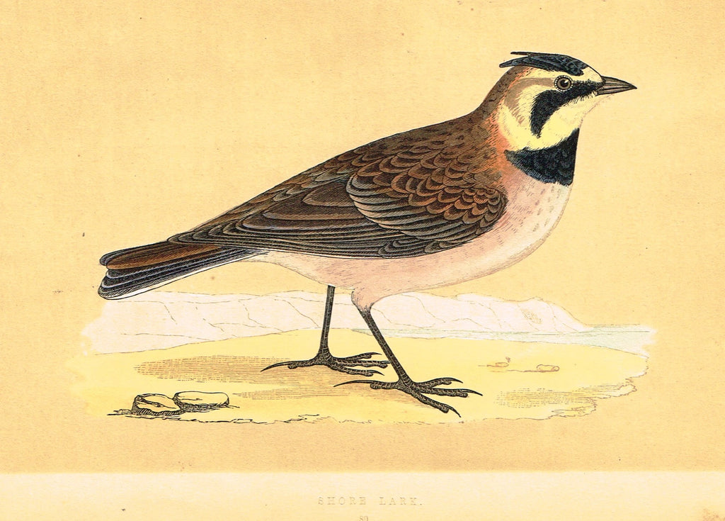 Morris's Birds - "SHORE LARK" - Hand Colored Wood Engraving - 1855