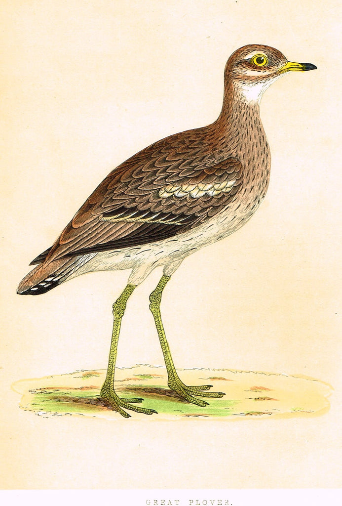 Morris's Birds - "GREAT PLOVER" - Hand Colored Wood Engraving - 1855