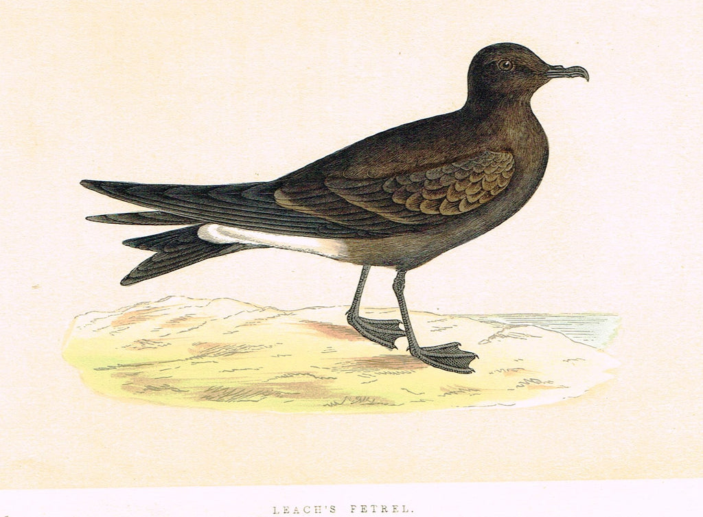 Morris's Birds - "LEACH'S PETREL" - Hand Colored Wood Engraving - 1855