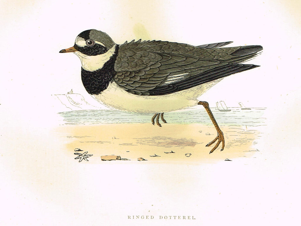 Morris's Birds - "RINGED DOTTERAL" - Hand Colored Wood Engraving - 1895