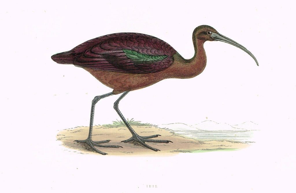 Morris's Birds - "IBIS" - Hand Colored Wood Engraving - 1895