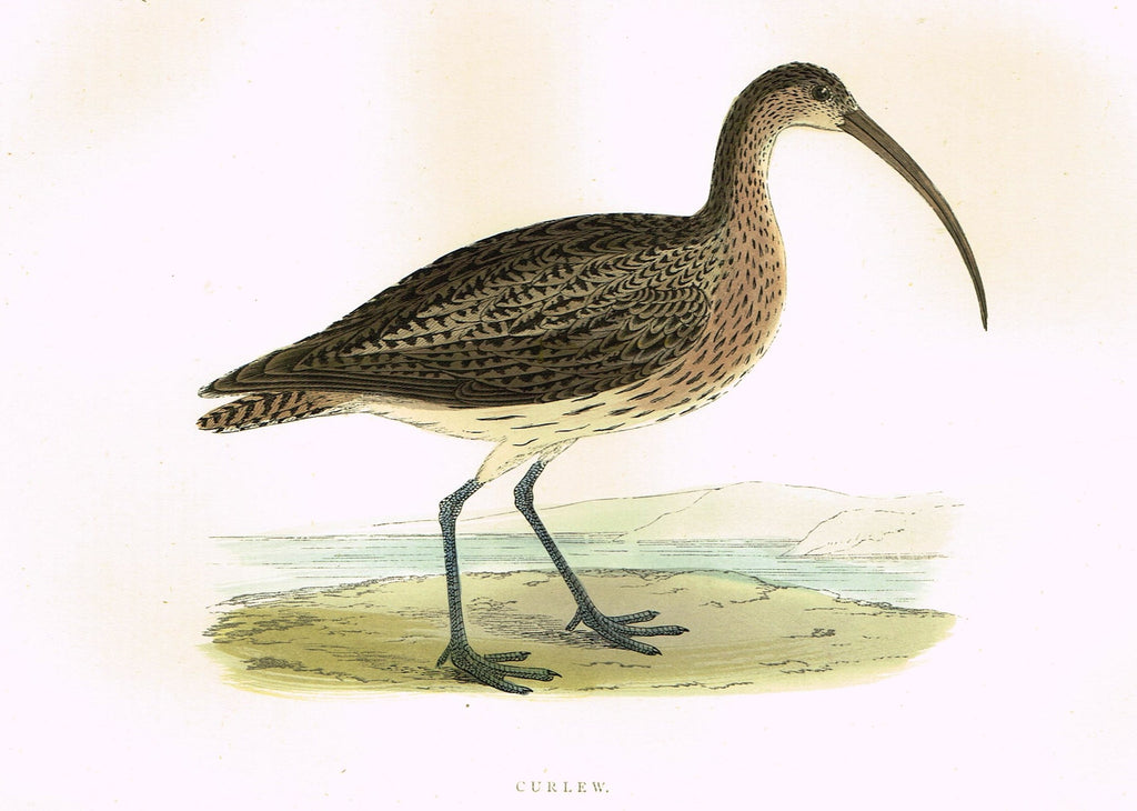 Morris's Birds - "CURLEW" - Hand Colored Wood Engraving - 1895