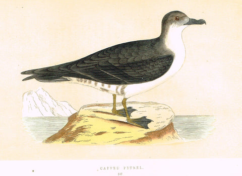 Morris's Birds - "CAPPED PETREL" - Hand Colored Wood Engraving - 1895