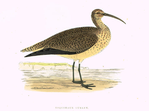 Morris's Birds - "ESQUIMAUX CURLEW" - Hand Colored Wood Engraving - 1895