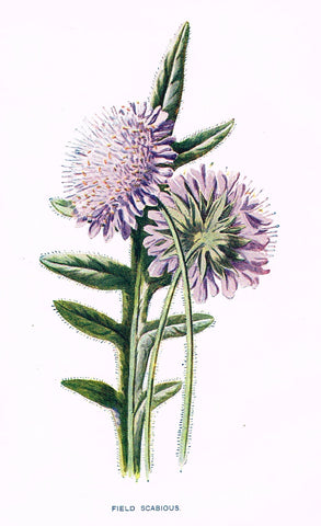 Hulme Wild Flower Print - 1902 - "MONEYWORT" - Botanical Lithograph