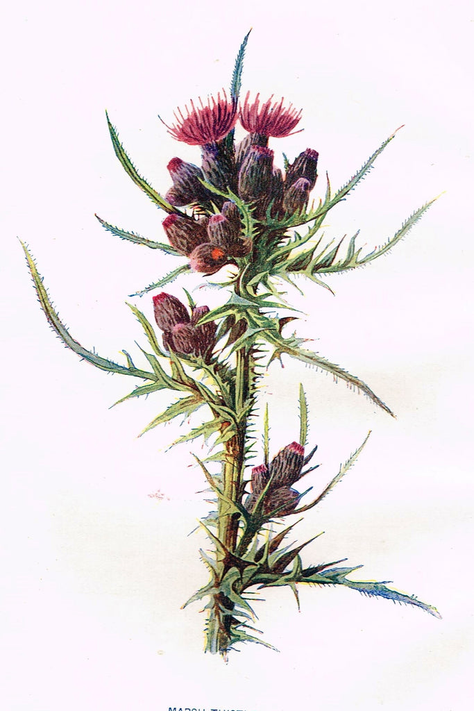 Hulme Wild Flower Print - 1902 - "MARSH THISTLE" - Botanical Lithograph