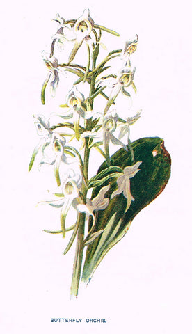 BUTTERFLY ORCHIS