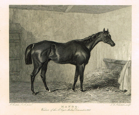 Ackermann's Sporting Magazine - HORSES - "MANGO" - Steel Engraving - c1838 - Sandtique-Rare-Prints and Maps