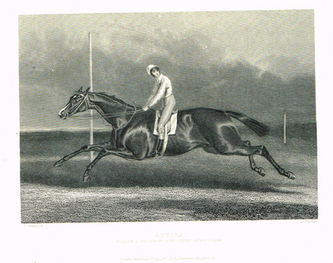 Ackermann's Sporting Magazine - HORSES - "ATTILA" - Steel Engraving - c1838 - Sandtique-Rare-Prints and Maps