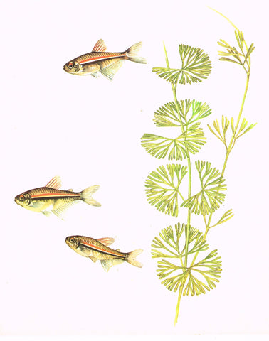 RED SPOTTED TETRA