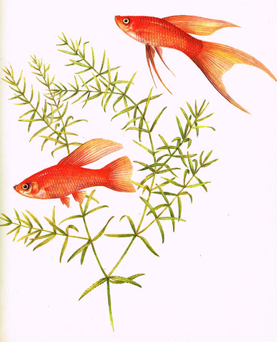 RED SWORDTAIL, MOON FISH