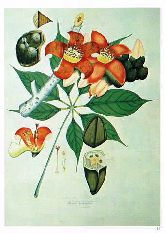 Flower Print - 1987 - "BOMBUA HEPTAPHYLLUM" - Botanical Lithograph