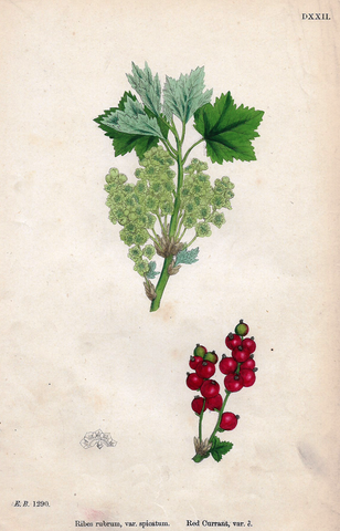 RED CURRANT VARIETY"