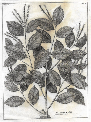 Linne Systema Natural Print - 1772 - "CINNAMOMUM" - Botanical Copper Engraving