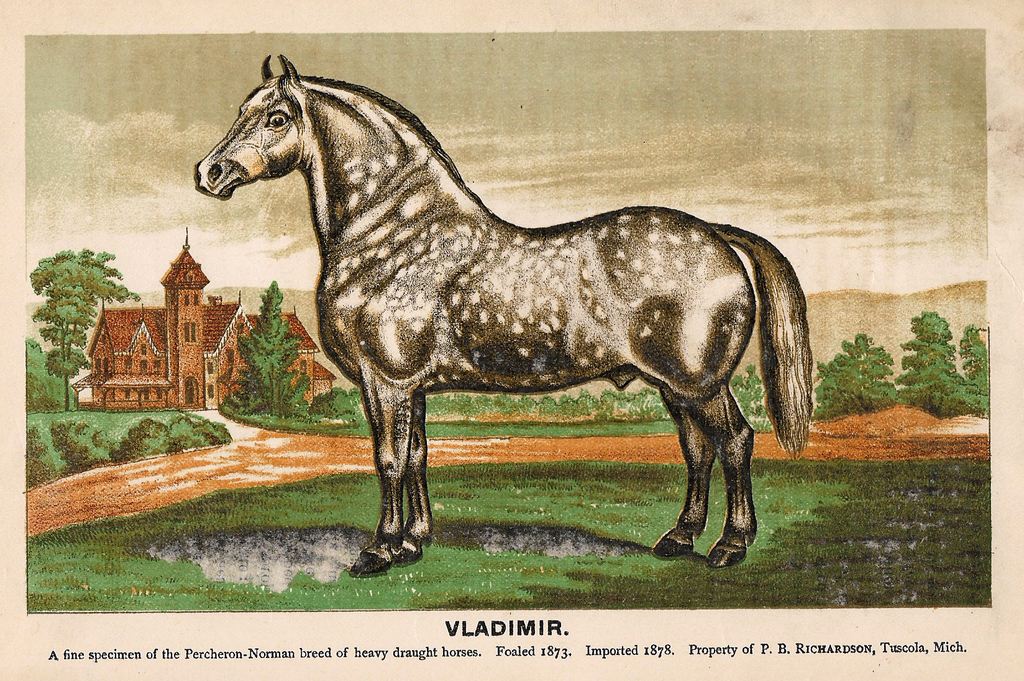 "VLADIMIR" (Horse) 