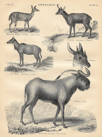 ANTELOPE, PLATE Il