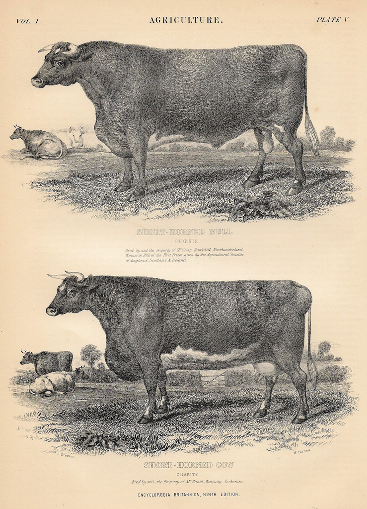 SHORT-HORNED BULL & COW