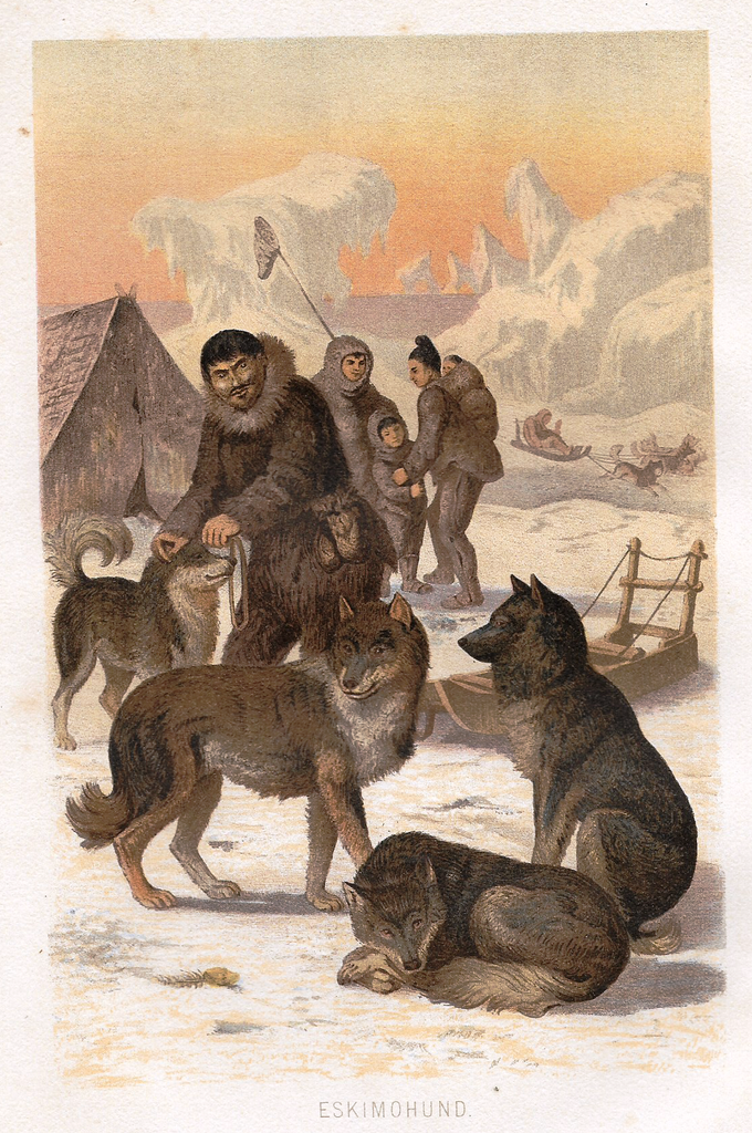 Eskimo Dog Art - c1890 - "ESKIMOHUND" - Chromolith