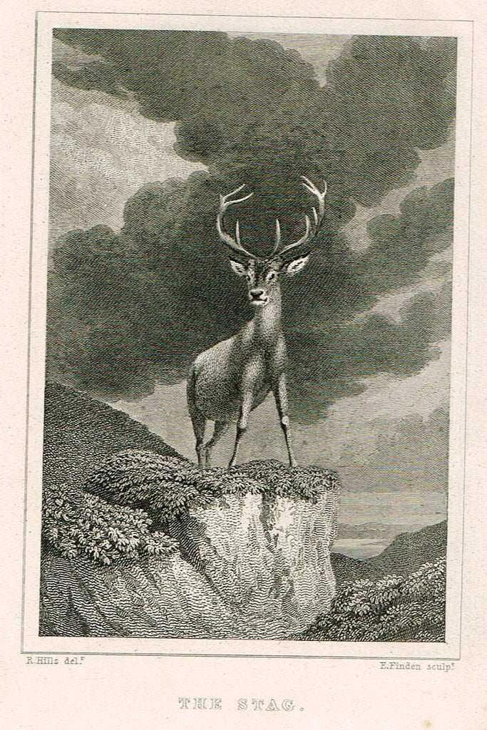 THE STAG